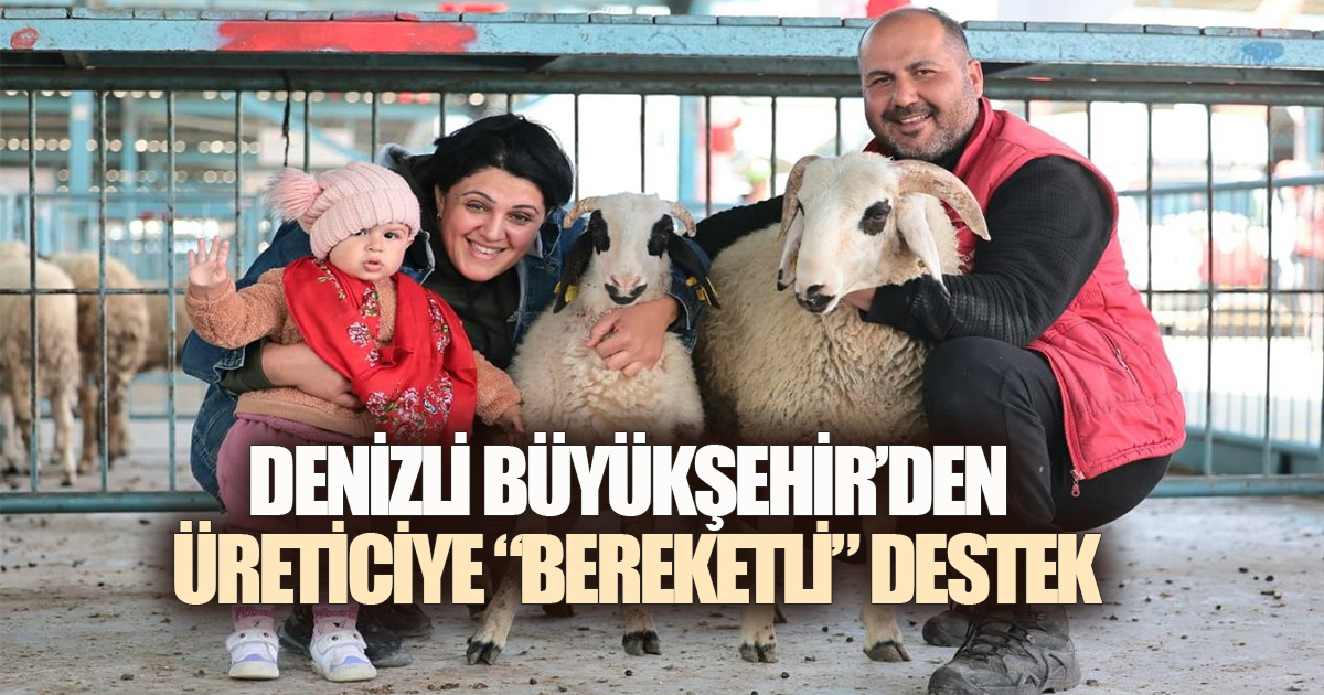 Denizli Büyükşehir'den 572 üreticiye toplam 1.182 damızlık koyun ve koç desteği