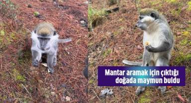 Mantar aramak için çıktığı doğada maymun buldu