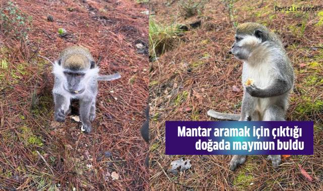 Mantar aramak için çıktığı doğada maymun buldu