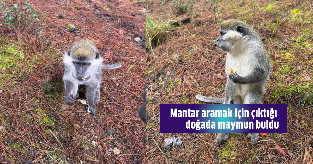 Mantar aramak için çıktığı doğada maymun buldu