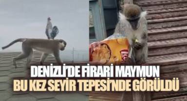 DENİZLİ'DE KAÇAK MAYMUN YİNE ORTAYA ÇIKTI: BU KEZ ADRES SEYİR TEPESİ