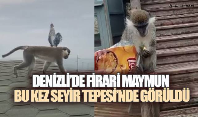 DENİZLİ’DE KAÇAK MAYMUN YİNE ORTAYA ÇIKTI: BU KEZ ADRES SEYİR TEPESİ