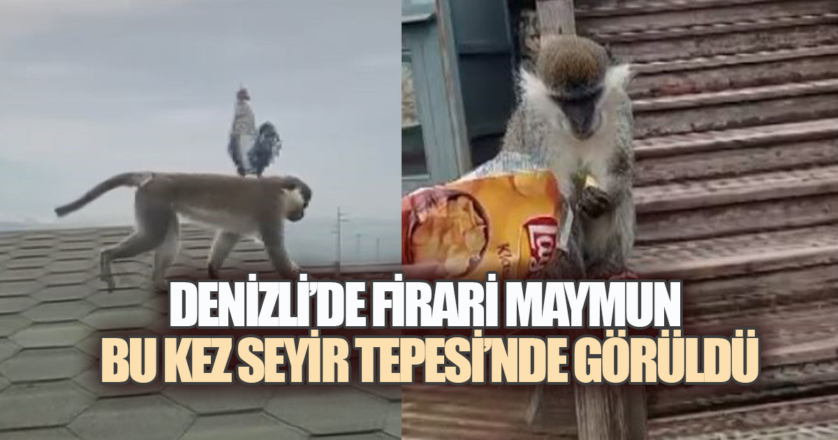 DENİZLİ'DE KAÇAK MAYMUN YİNE ORTAYA ÇIKTI: BU KEZ ADRES SEYİR TEPESİ