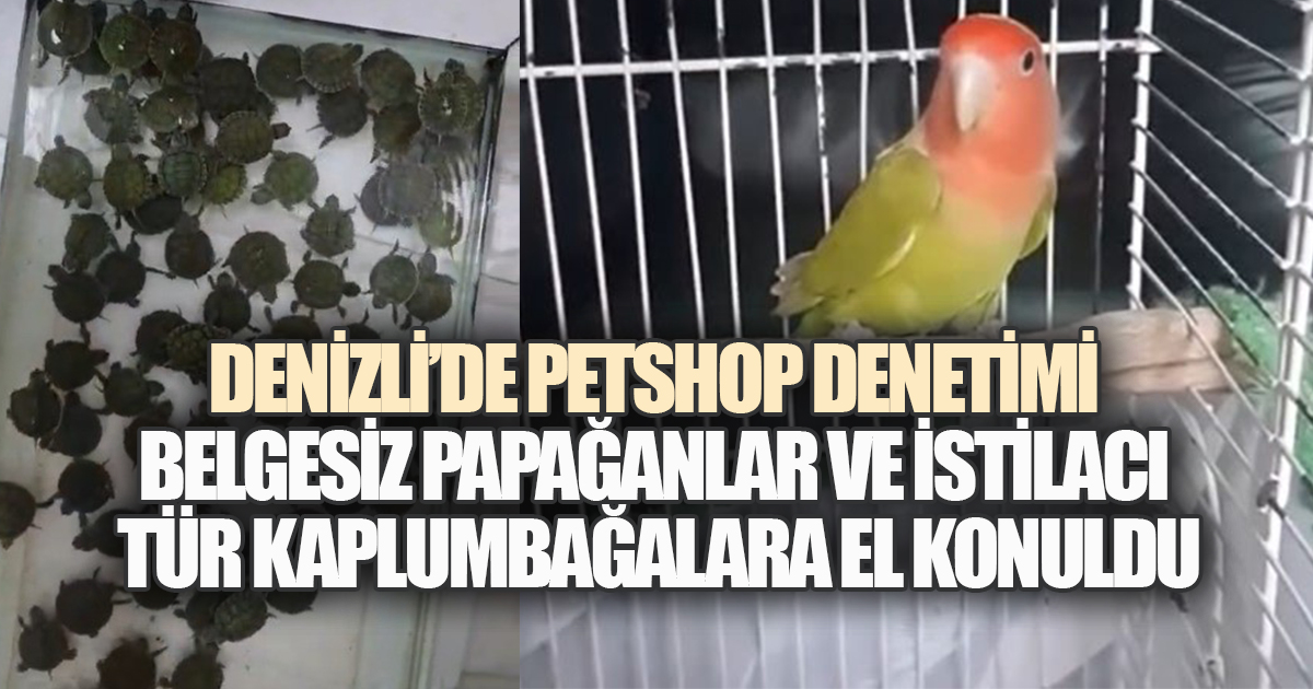 Denizli’de petshop denetimi: Belgesiz papağanlar ve istilacı tür kaplumbağalara el konuldu