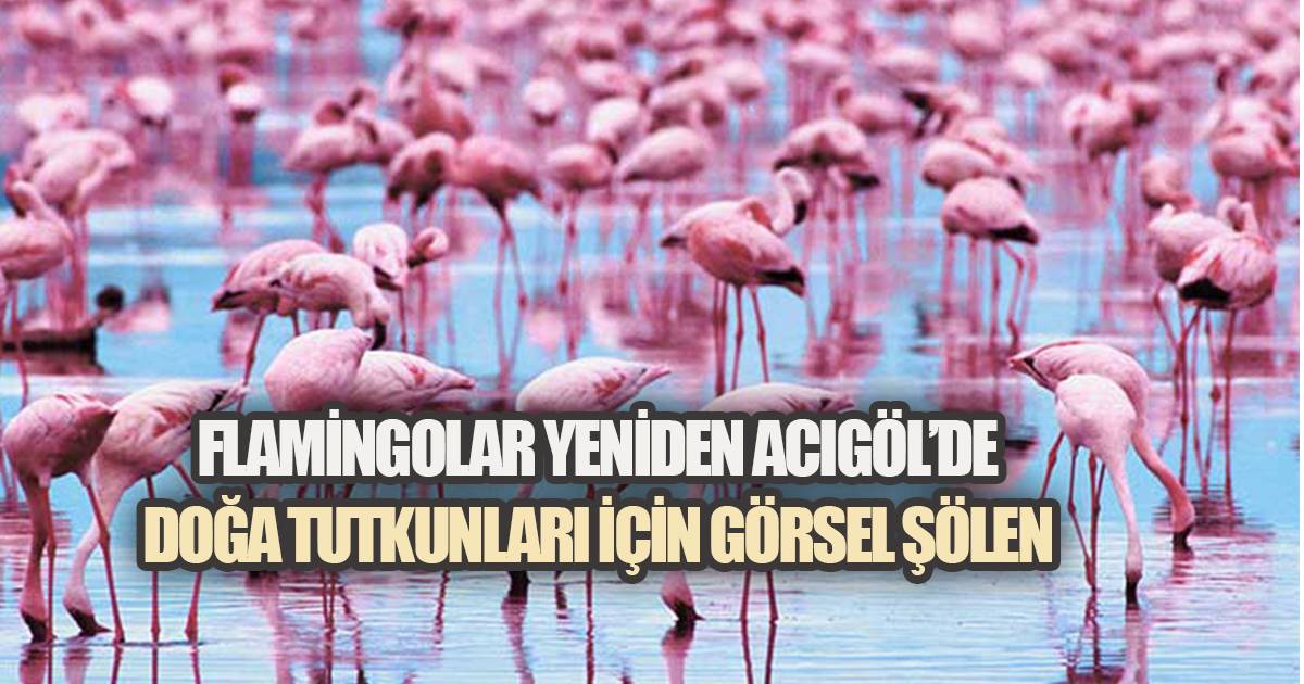 Pembe Misafirler Geri Döndü: Acıgöl'de Büyüleyici Görüntüler