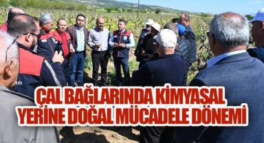 Çal Bağlarında Kimyasal Yerine Doğal Mücadele Dönemi