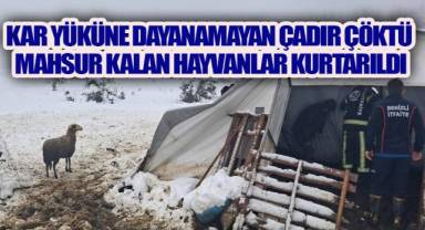 Kar Yüküne Dayanamayan Çadır Çöktü: Mahsur Kalan Hayvanlar Kurtarıldı