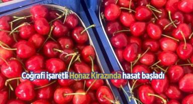 Coğrafi işaretli Honaz Kirazında hasat başladı