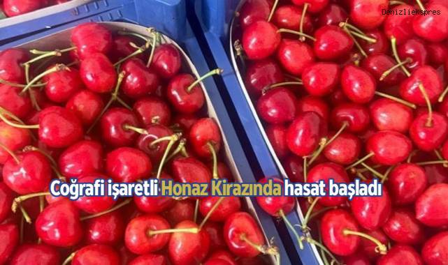Coğrafi işaretli Honaz Kirazında hasat başladı