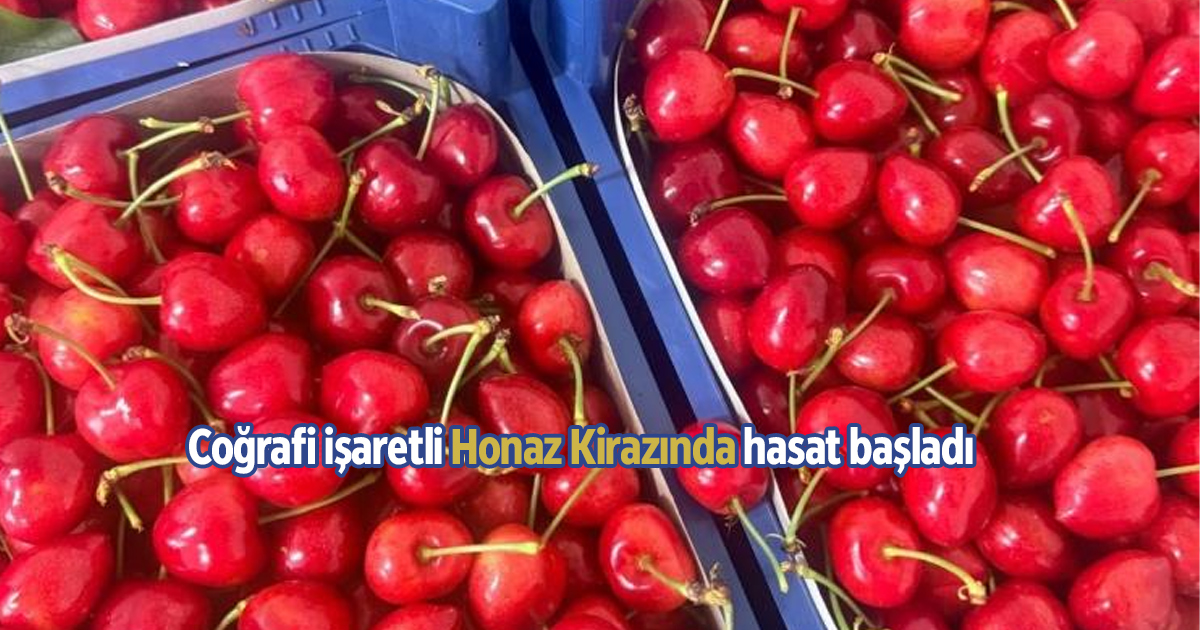 Coğrafi işaretli Honaz Kirazında hasat başladı
