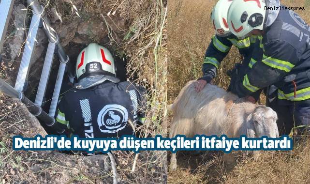 Denizli'de kuyuya düşen keçileri itfaiye kurtardı