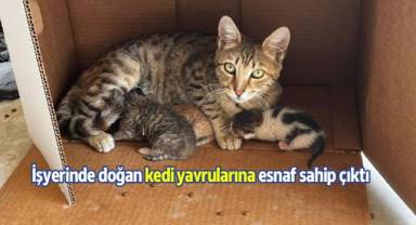 İşyerinde doğan kedi yavrularına esnaf sahip çıktı