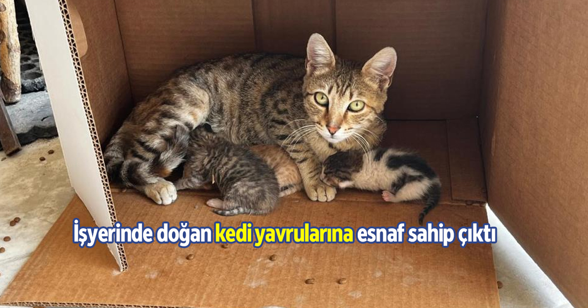 İşyerinde doğan kedi yavrularına esnaf sahip çıktı