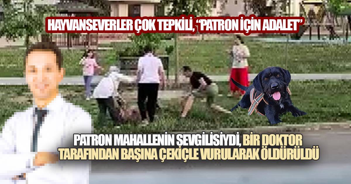 Parkta Köpeğe Müdahale Kamerada: Köpeği Çekiçle Öldüren Doktorun, 